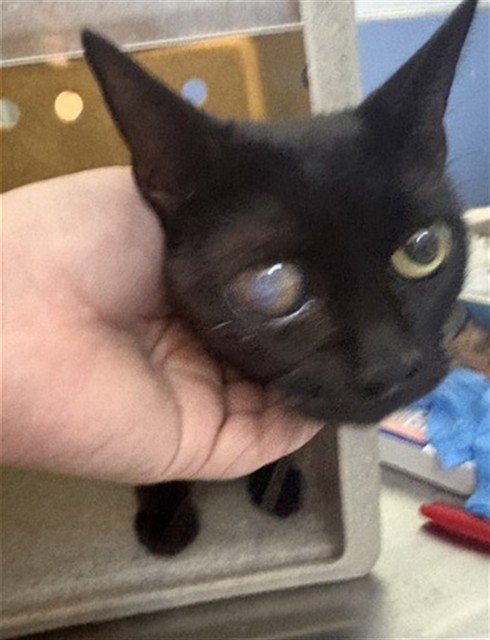 ASHLEY - Domestic Short Hair available for adoption
