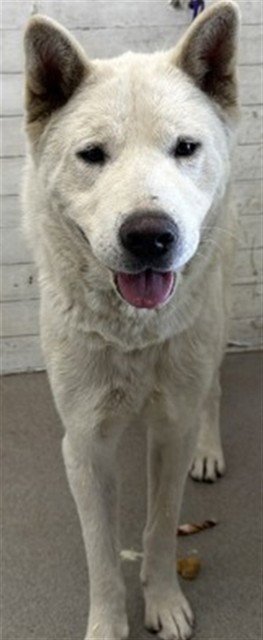 LILAC - Chow Chow / German Shepherd Dog available for adoption