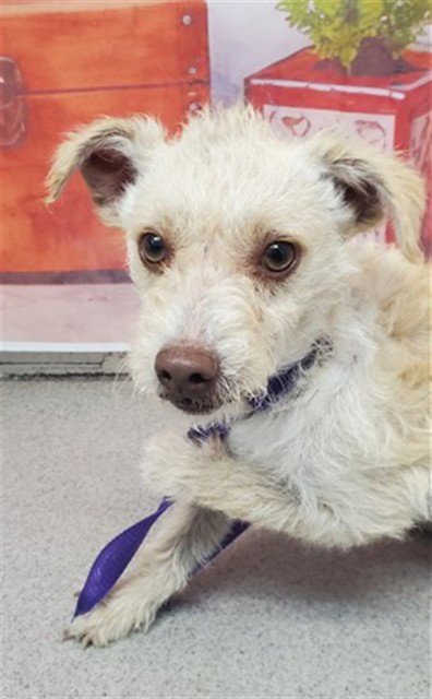 LOUIE - Terrier available for adoption