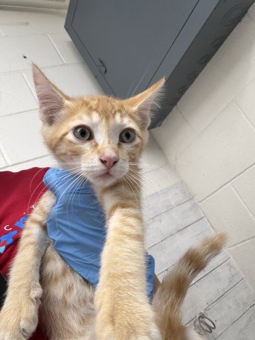 RUSTY - Domestic Short Hair available for adoption