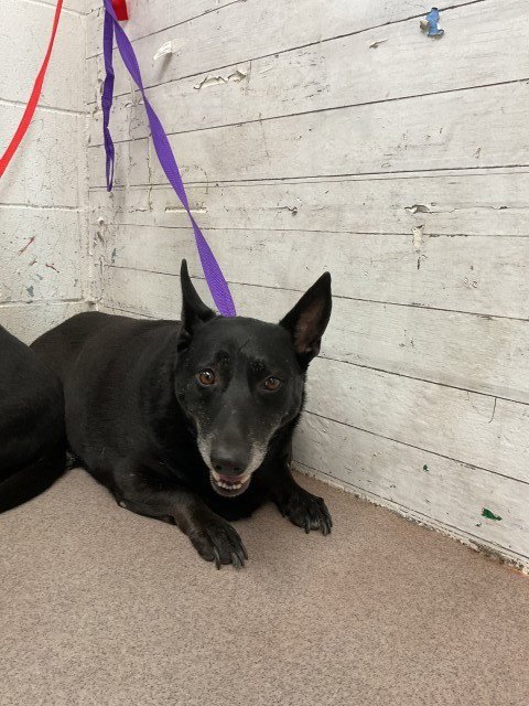 BETTY - Cardigan Welsh Corgi available for adoption