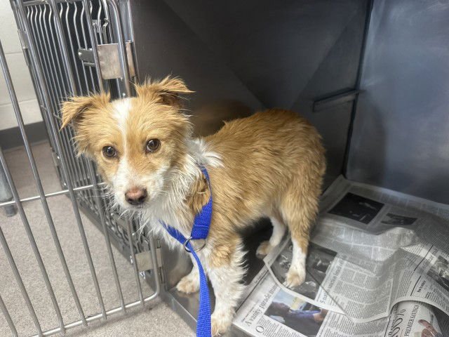 TEDDY - Terrier available for adoption