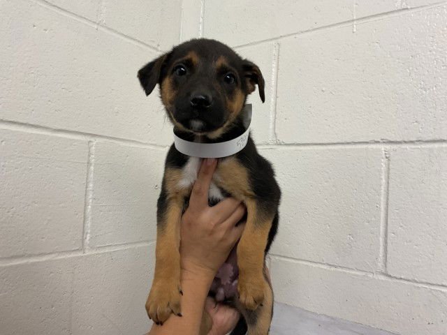 JYN - German Shepherd Dog available for adoption