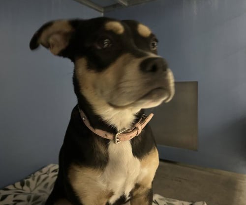 PHOEBE - Pit Bull Terrier available for adoption