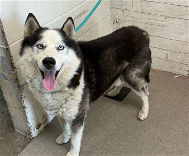 EDDIE - Siberian Husky available for adoption