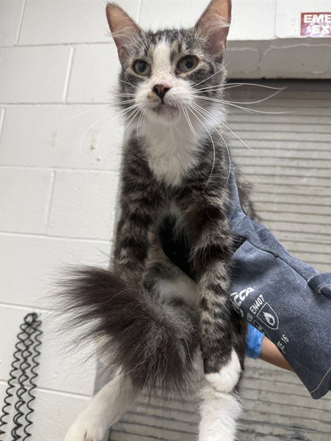 SUGAR - Domestic Medium Hair available for adoption