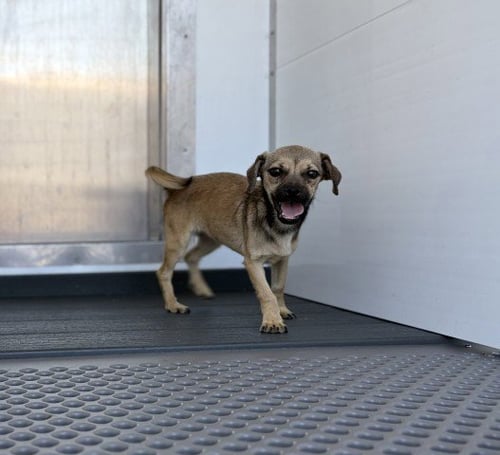 OLIVE - Chihuahua available for adoption
