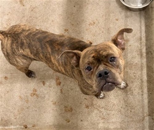 GLINDA - Boxer available for adoption