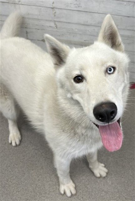 OREO - Siberian Husky / German Shepherd Dog available for adoption