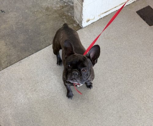 PENNY - French Bulldog available for adoption