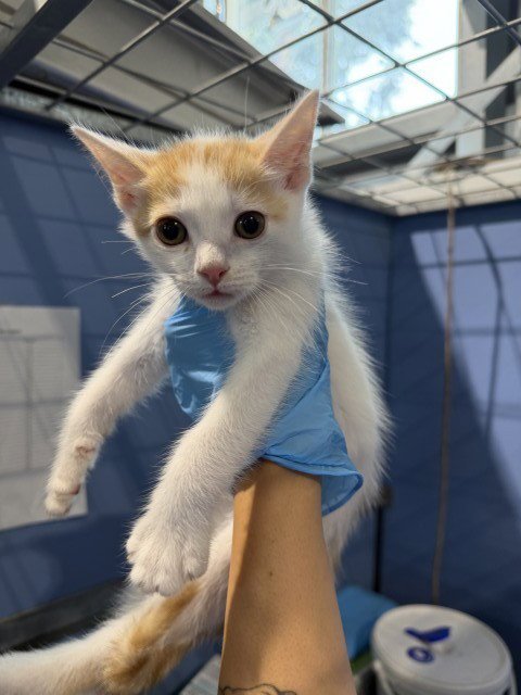 CHIEF - Domestic Short Hair available for adoption