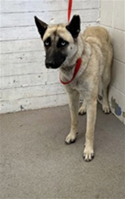 NALA - German Shepherd Dog / Siberian Husky available for adoption
