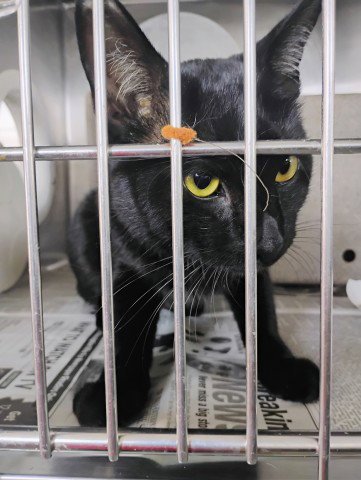 HAMAL - Domestic Short Hair available for adoption