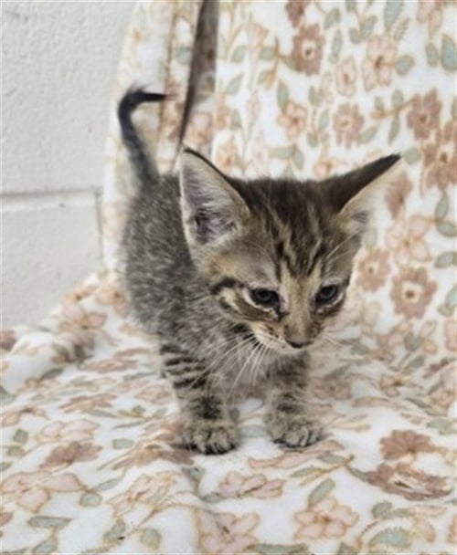 AVA - Domestic Short Hair available for adoption