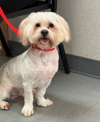 BINX - Maltese available for adoption