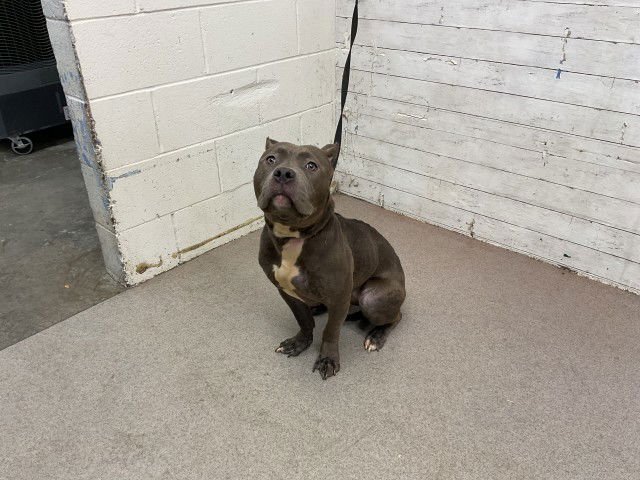 BELLA - Pit Bull Terrier available for adoption