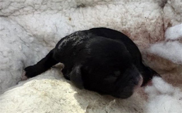 A588734 - Patterdale Terrier (Fell Terrier) available for adoption