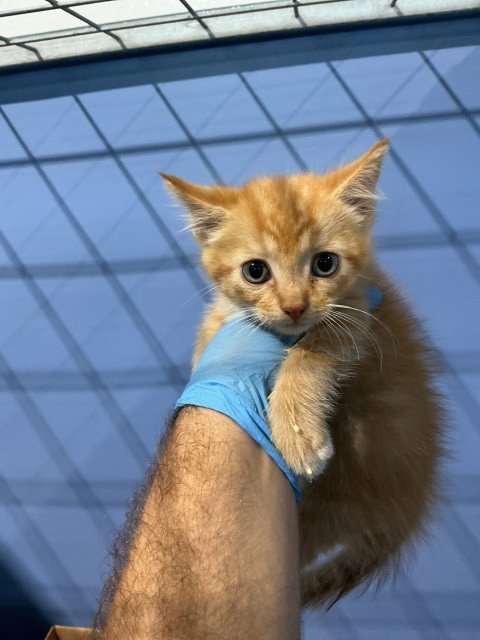 SHASTA - Domestic Medium Hair available for adoption