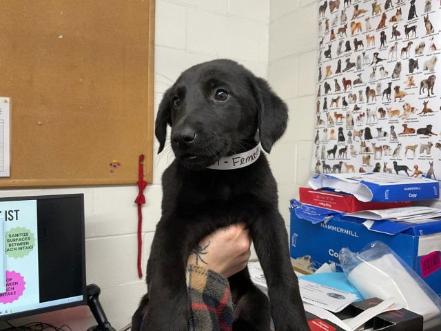 SALLY - German Shepherd Dog available for adoption