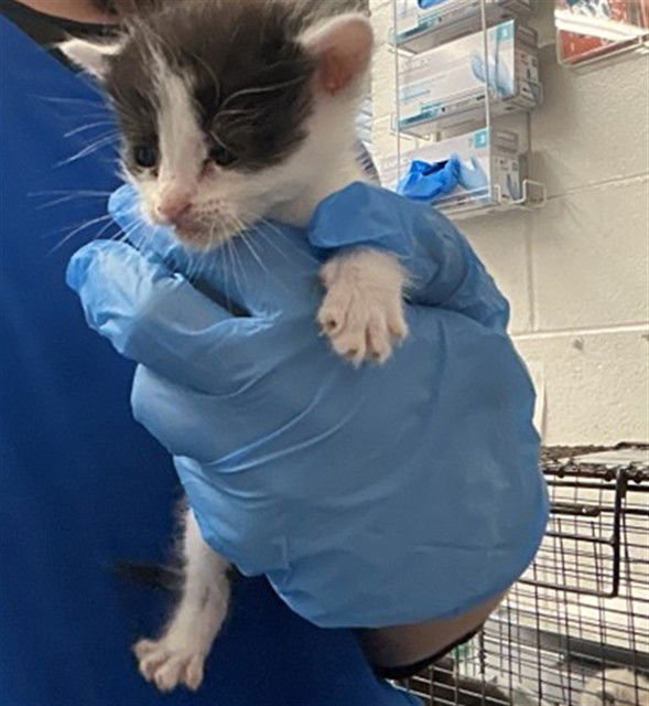 A590670 - Domestic Short Hair available for adoption