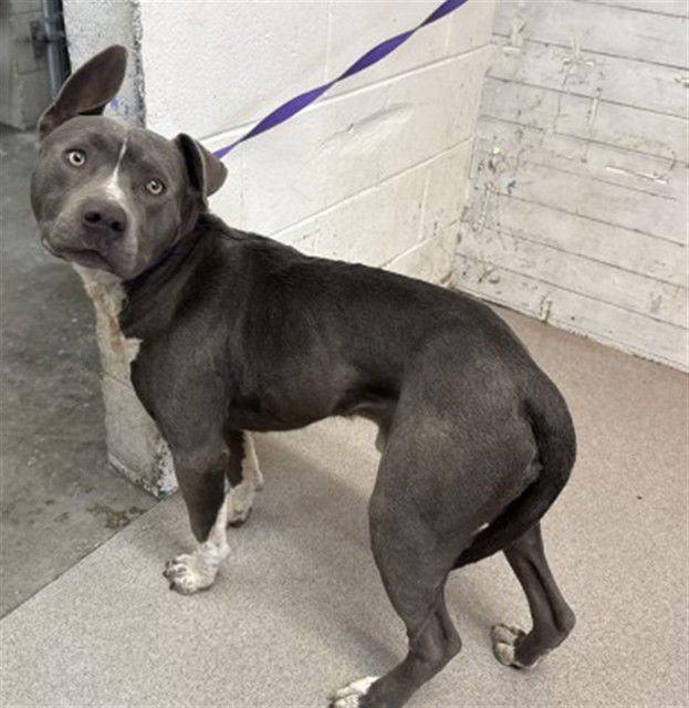 ACE - Pit Bull Terrier available for adoption