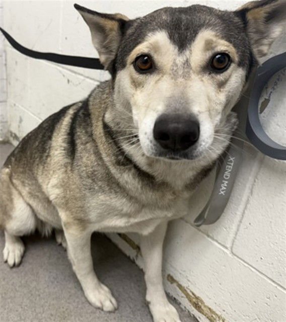 LOLA - Siberian Husky available for adoption