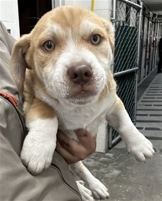 PEANUT BUTTER - American Pit Bull Terrier / Basset Hound available for adoption