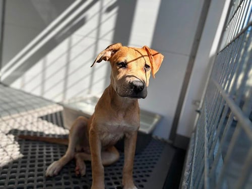 CAROLINA - Carolina Dog available for adoption