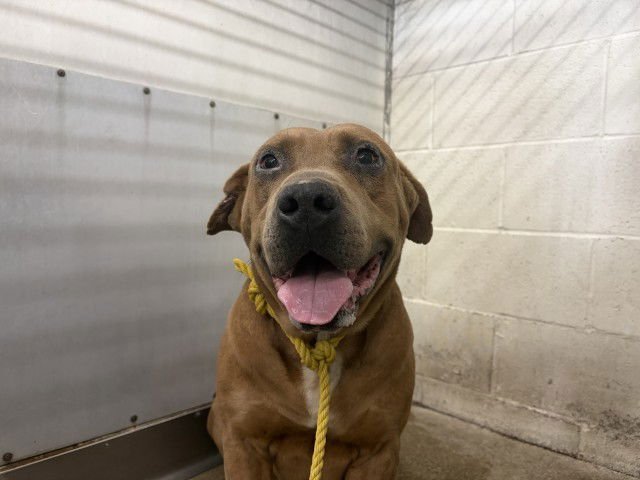 BOOMER - Pit Bull Terrier available for adoption