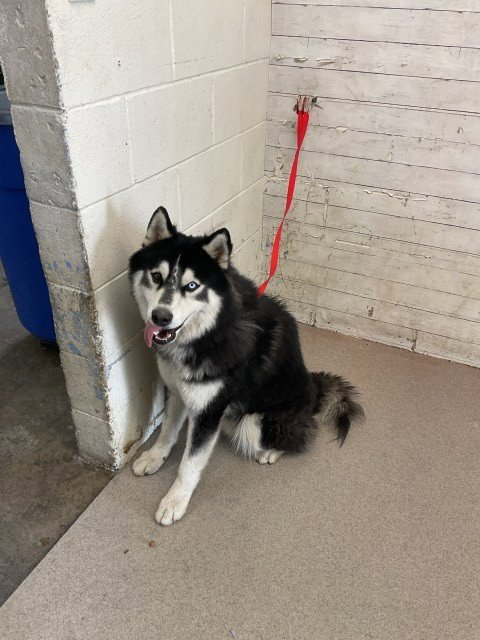MR WIGGLES - Alaskan Malamute available for adoption
