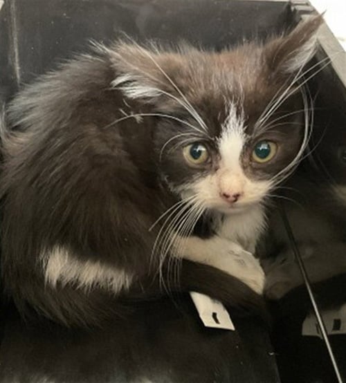 NARUTO - Domestic Short Hair for adoption in San Bernardino