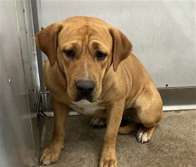 EVANGELINE - Mastiff available for adoption