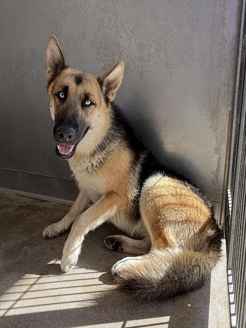 JOSHUA - German Shepherd Dog / Siberian Husky available for adoption
