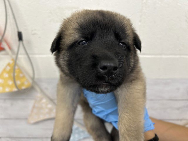 ELIAS - German Shepherd Dog available for adoption