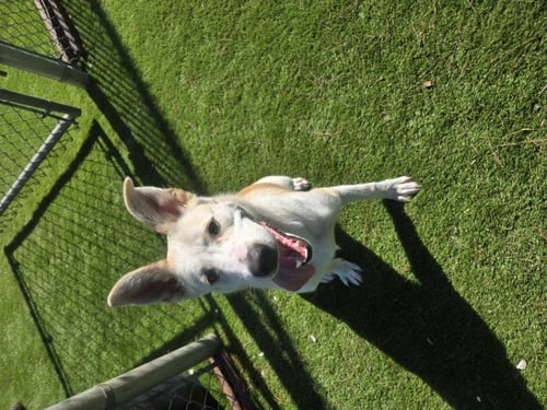 AGATHA - German Shepherd Dog available for adoption