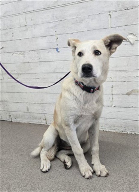 AGATHA - German Shepherd Dog available for adoption