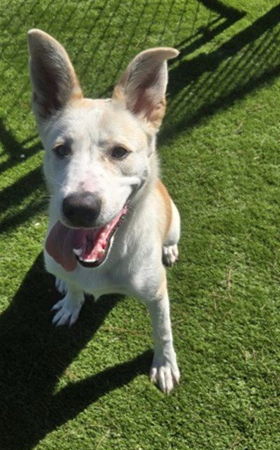 AGATHA - German Shepherd Dog available for adoption
