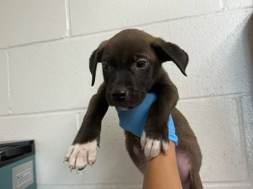 BINGO - Pit Bull Terrier available for adoption