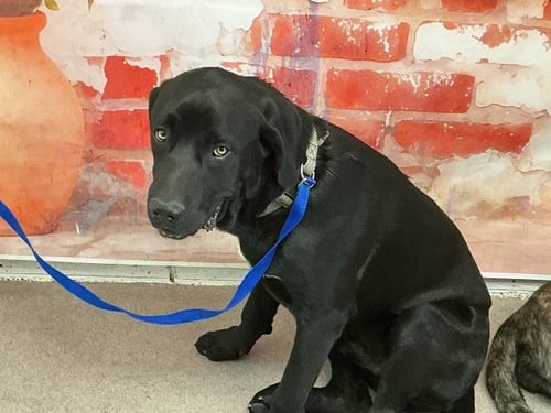 DIRK - Cane Corso Mastiff available for adoption