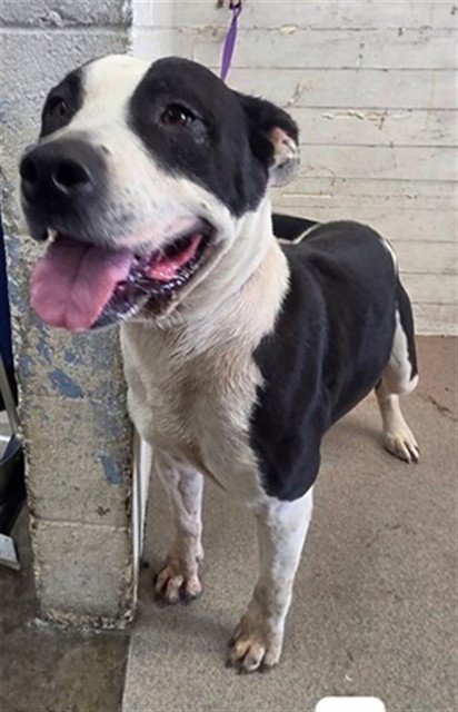 CLARABELLE - Pit Bull Terrier available for adoption