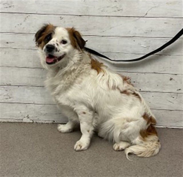 RICK - Chihuahua available for adoption