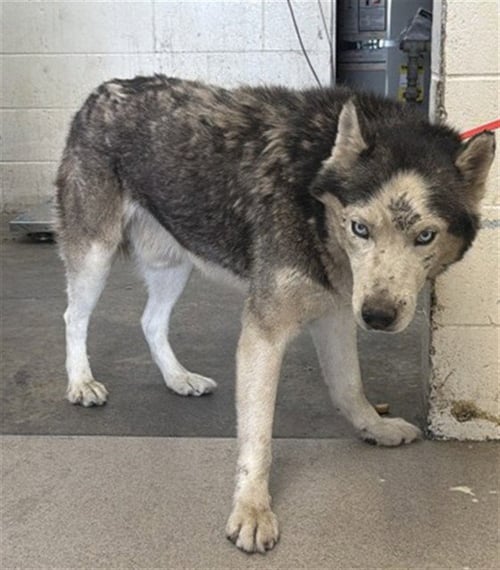 OTIS - Siberian Husky available for adoption