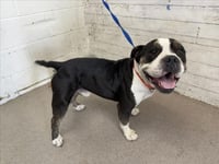 T-BONE - Photo 1