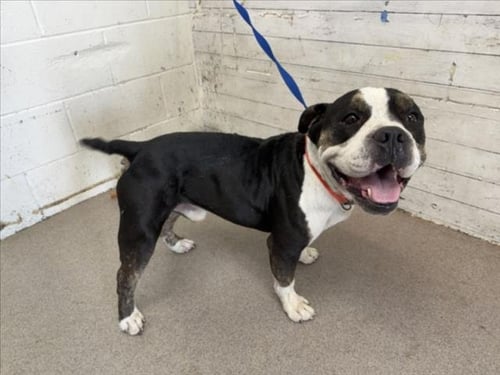 T-BONE - American Bulldog available for adoption