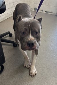 HULK - Photo 1