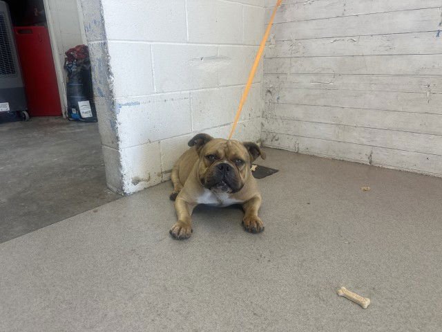 BARON - English Bulldog available for adoption