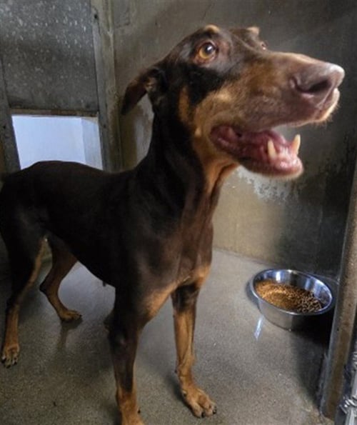 VICIOUS - Doberman Pinscher available for adoption
