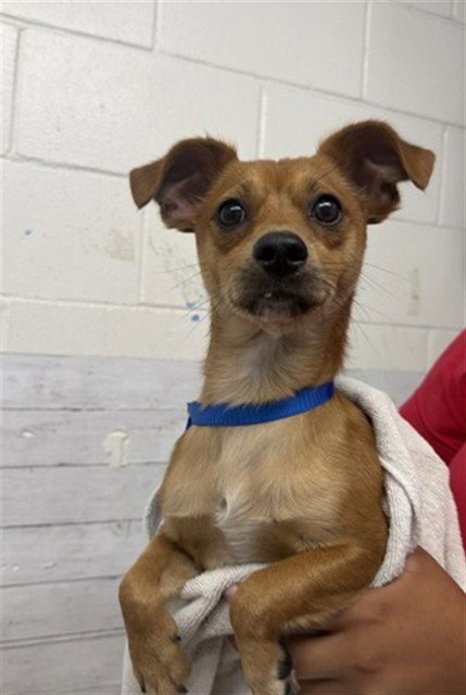 DANTE - Chihuahua available for adoption