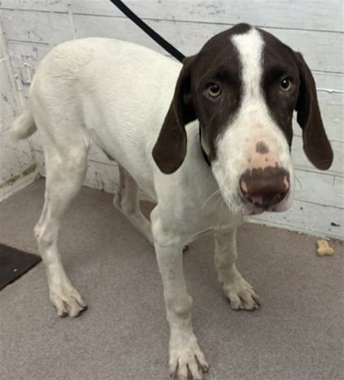 FLAPJACK - Pointer available for adoption
