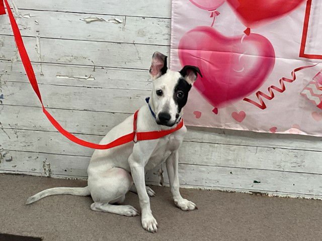 SCOTTY BOY - Pit Bull Terrier / Jack Russell Terrier (Parson Russell Terrier) available for adoption